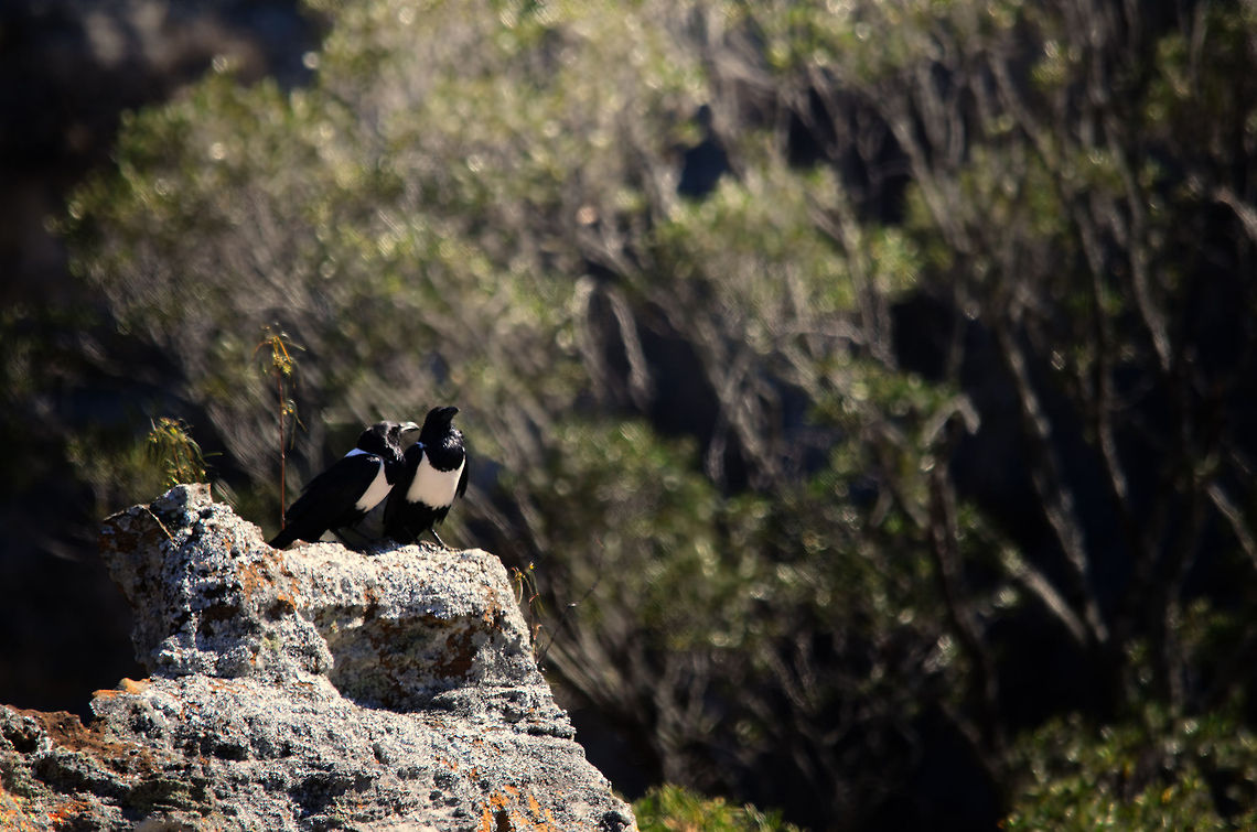 Two Pied Crows on mountain edge in Isola, Madagascar Seems like a couple going through the gossip of the day. Corvus albus,Isola,Madagascar,Pied Crow