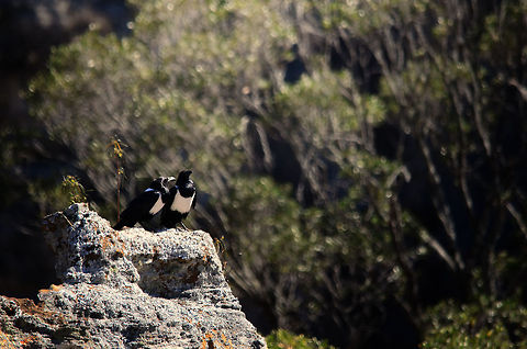 Two Pied Crows on mountain edge in Isola, Madagascar Seems like a couple going through the gossip of the day. Corvus albus,Isola,Madagascar,Pied Crow