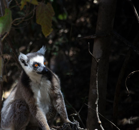 Curious Ring-tailed Lemur hides in bushes in Isola, Madagascar  Isola,Lemur catta,Madagascar,Ring-tailed lemur