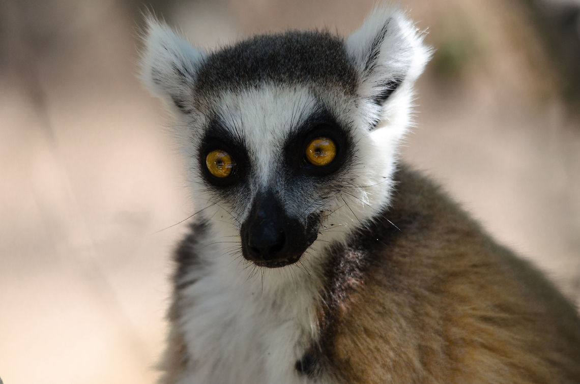 Genuinely interested Tell me more. Especially that part about &quot;fruit dessert&quot;. Isola,Lemur catta,Madagascar,Ring-tailed lemur