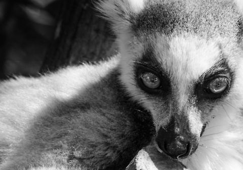 After the feast Preceeding our meeting with King Julien in the mountains of Isola, Madagascar was a grueling hot and exhausting hike of several hours. I like those hardships, not because I'm masodistic, instead because the effort usually is rewarded by special wildlife moments like these. Private moments with a beautiful animal in its natural habitat. Staring at each other, acknowledging each other, and just shutting up for once. Unforgettable. Isola,Lemur catta,Madagascar,Ring-tailed lemur