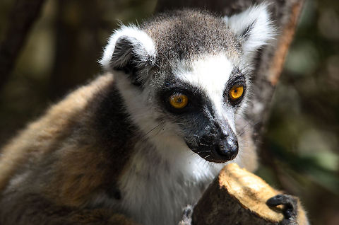 You gonna eat that?  Isola,Lemur catta,Madagascar,Ring-tailed lemur