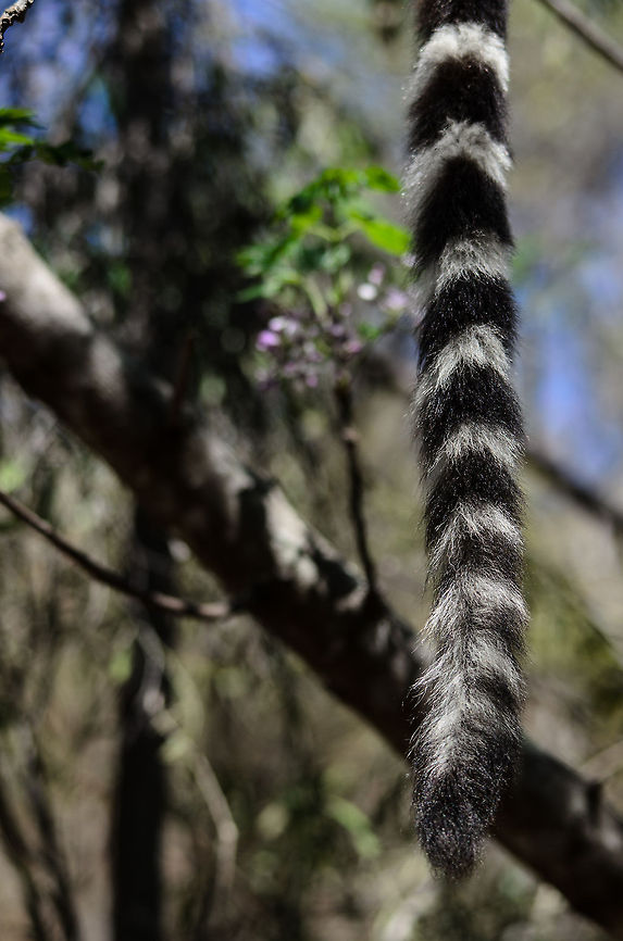 Ring-tailed Lemur tail closeup  Isola,Lemur catta,Madagascar,Ring-tailed lemur
