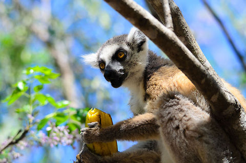 Julien feeding on bananas  Isola,Lemur catta,Madagascar,Ring-tailed lemur