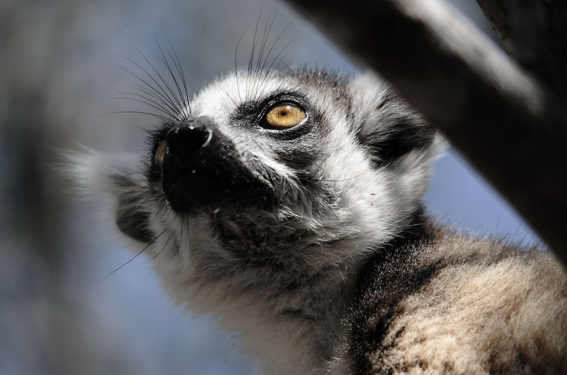 Staring in the distance...of fruit  Isola,Lemur catta,Madagascar,Ring-tailed lemur