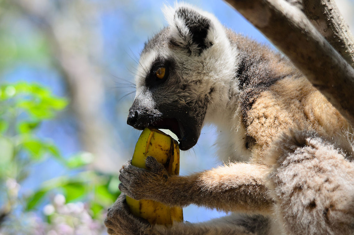 King Julien deeply dissapointed Food is not properly prepared, and needs effort to be consumed. Heads will roll. Isola,Lemur catta,Madagascar,Ring-tailed lemur