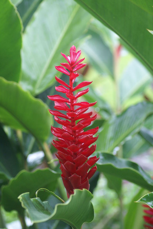 Red Cone Ginger Beautiful and pure red flower found in Costa Rica. Alpinia purpurata,Costa Rica,Flora,Plants,Red Cone Ginger,Red Ginger