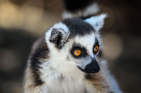 Silly humans Silly humans think they can eat fruit in peace after a hot dessert walk. Isola,Lemur catta,Madagascar,Ring-tailed lemur