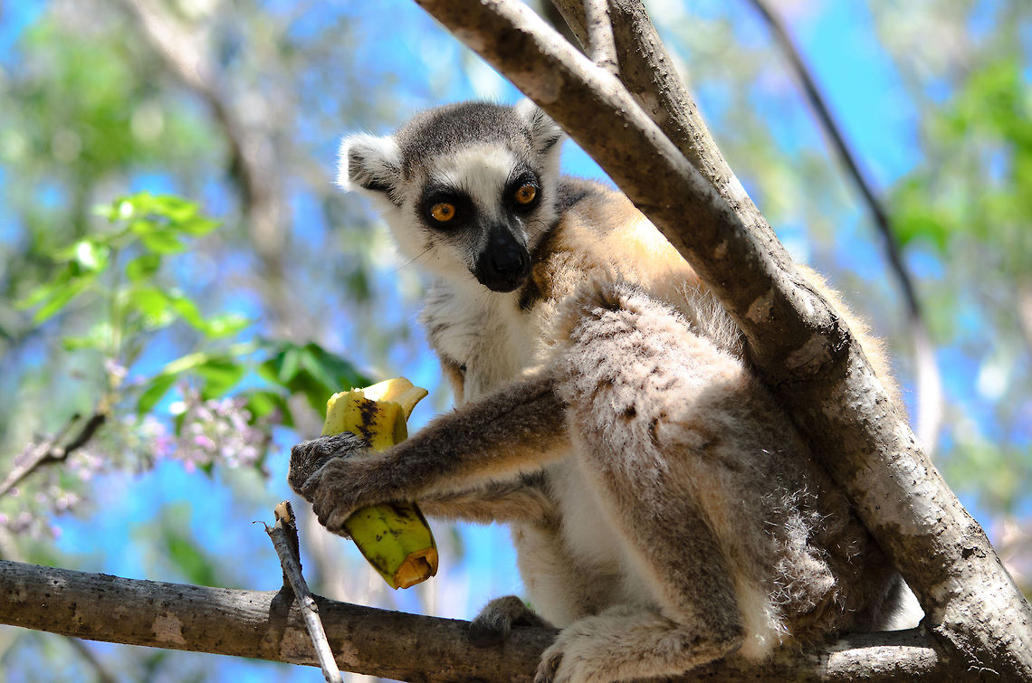 Lolz...humanz so slow  Isola,Lemur catta,Madagascar,Ring-tailed lemur