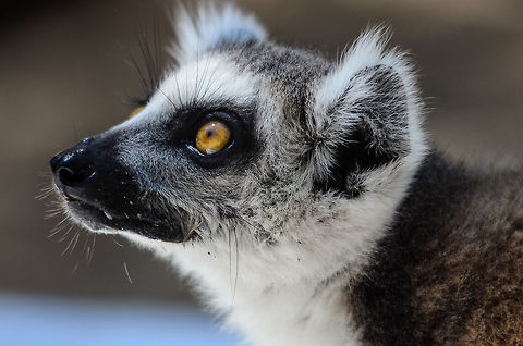 Ring-tailed Lemur portrait in Isola, Madagascar  Isola,Lemur catta,Madagascar,Ring-tailed lemur