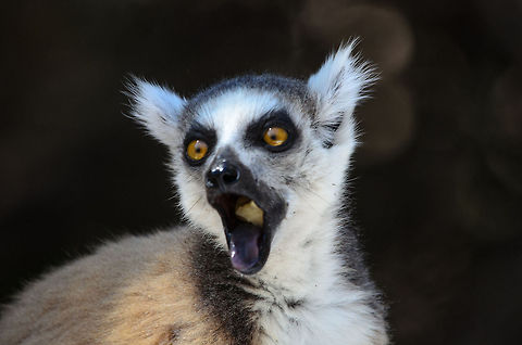 King Julien shocked ...once human reported the last piece of pineapple. Isola,Lemur catta,Madagascar,Ring-tailed lemur