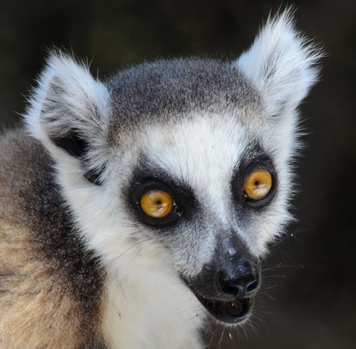 Welcome, human  Isola,Lemur catta,Madagascar,Ring-tailed lemur
