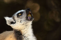 Being yourself On a hot day in Isola, Madagascar, many topics crossed the table. Table manners was not one of them. Isola,Lemur catta,Madagascar,Ring-tailed lemur