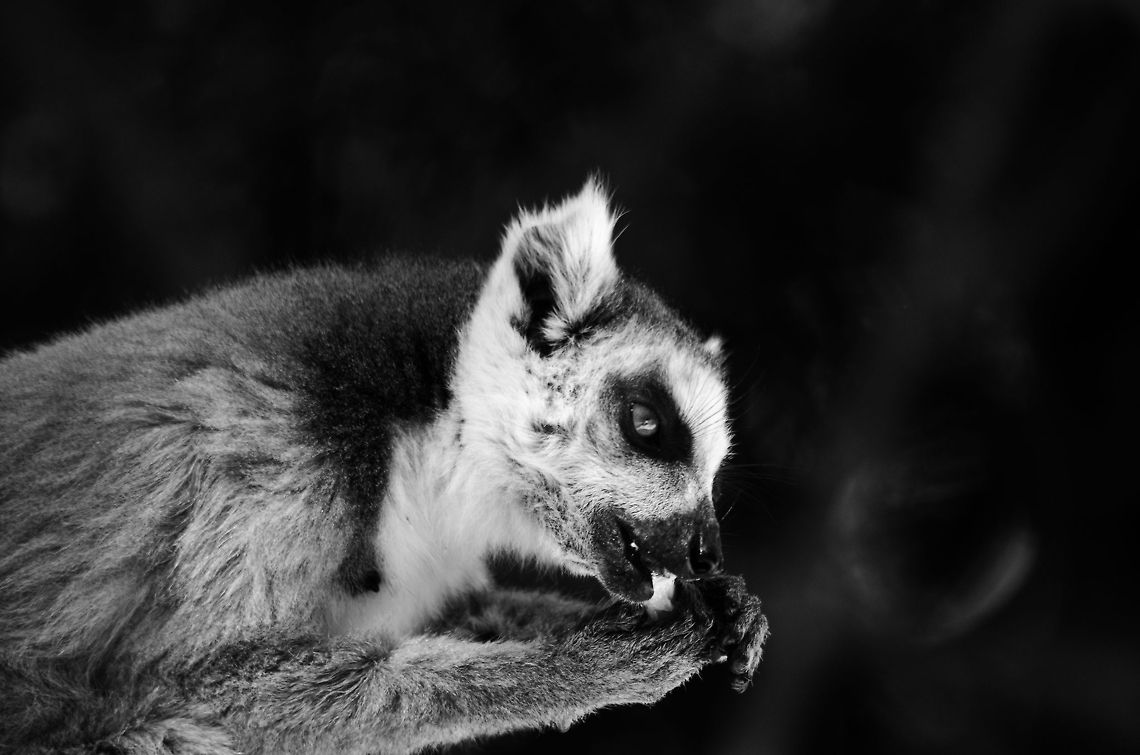 Ring-tailed Lemur in Isola, Madagascar feeding on pineapple  Isola,Lemur catta,Madagascar,Ring-tailed lemur