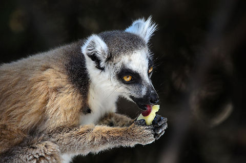 Lemur teacher To minimize chewing effort, fruit must be licked dry first. Isola,Lemur catta,Madagascar,Ring-tailed lemur