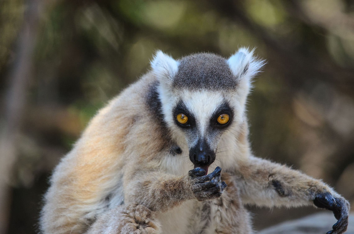 Where's the rest?  Isola,Lemur catta,Madagascar,Ring-tailed lemur