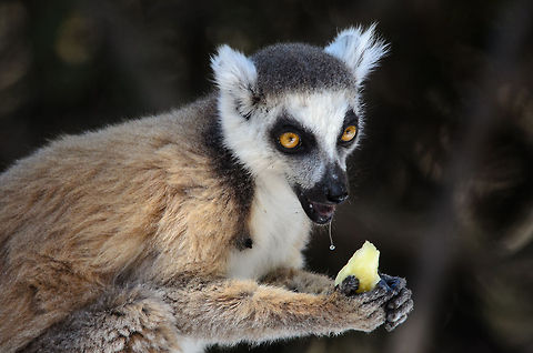 Drooling, a sign of royal behavior  Isola,Lemur catta,Madagascar,Ring-tailed lemur