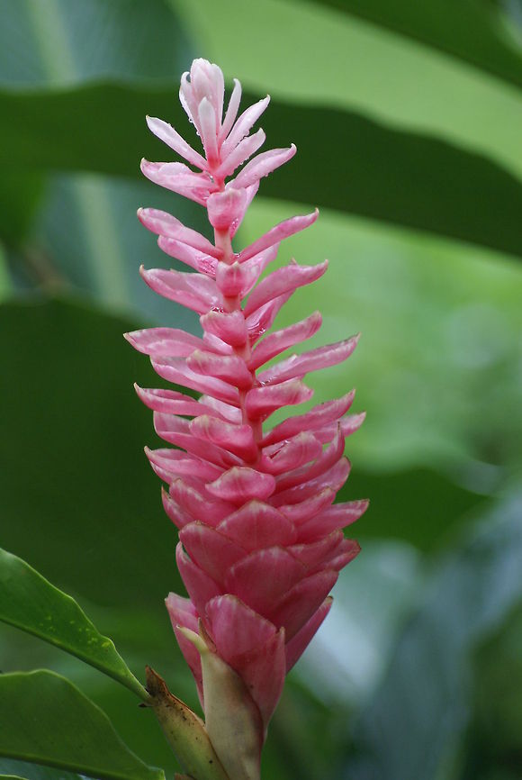 Pink Cone Ginger Perfect pink tropical Cone Ginger found in Costa Rica in the wild. Alpinia purpurata,Costa Rica,Flora,Pink Cone Ginger,Plants,Red Ginger