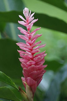 Pink Cone Ginger Perfect pink tropical Cone Ginger found in Costa Rica in the wild. Alpinia purpurata,Costa Rica,Flora,Pink Cone Ginger,Plants,Red Ginger