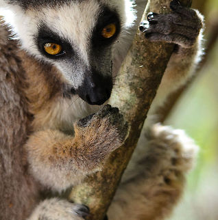 Ring-tailed Lemur up close and personal  Isola,Lemur catta,Madagascar,Ring-tailed lemur