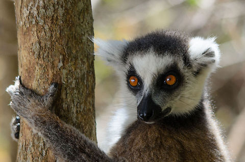 What do you mean you ran out?  Isola,Lemur catta,Madagascar,Ring-tailed lemur
