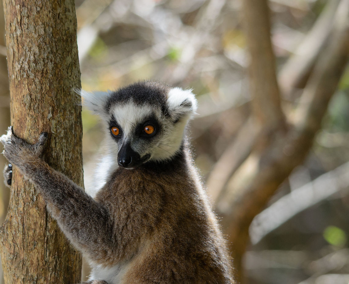 Ring-tailed lemur food stare  Isola,Lemur catta,Madagascar,Ring-tailed lemur