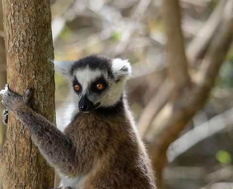Ring-tailed lemur food stare  Isola,Lemur catta,Madagascar,Ring-tailed lemur