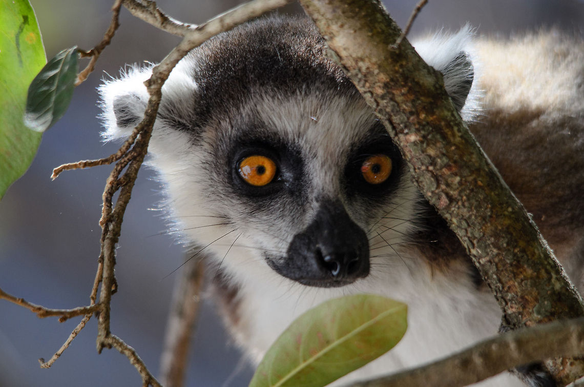 Ring-tailed Lemur epic camouflage  Isola,Lemur catta,Madagascar,Ring-tailed lemur