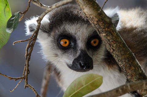 Ring-tailed Lemur epic camouflage  Isola,Lemur catta,Madagascar,Ring-tailed lemur