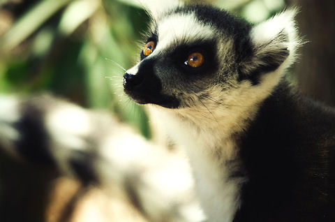 Essence of the lemur  Isola,Lemur catta,Madagascar,Ring-tailed lemur