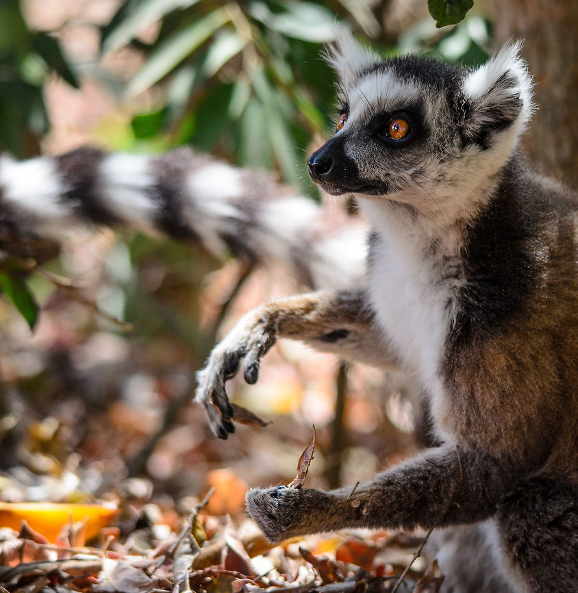 This is not king Julien ...Julien would not lower itself to the floor. This must be a helper. Isola,Lemur catta,Madagascar,Ring-tailed lemur