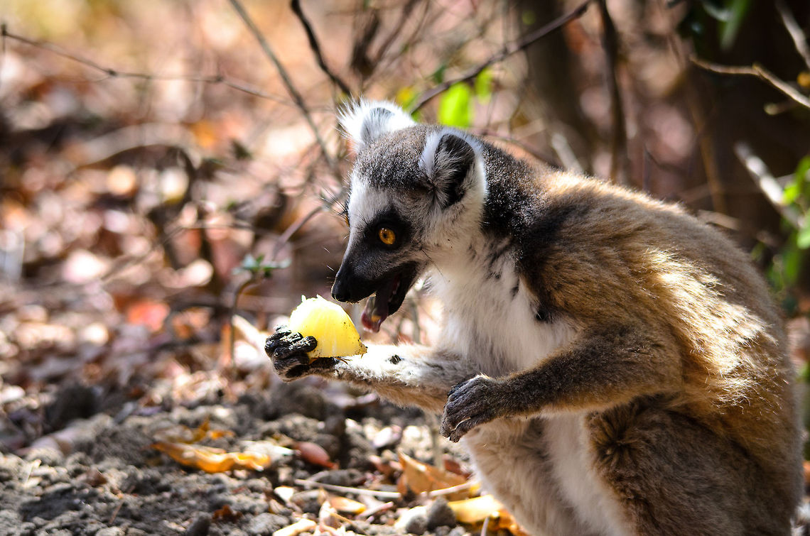 Fruit attack  Isola,Lemur catta,Madagascar,Ring-tailed lemur