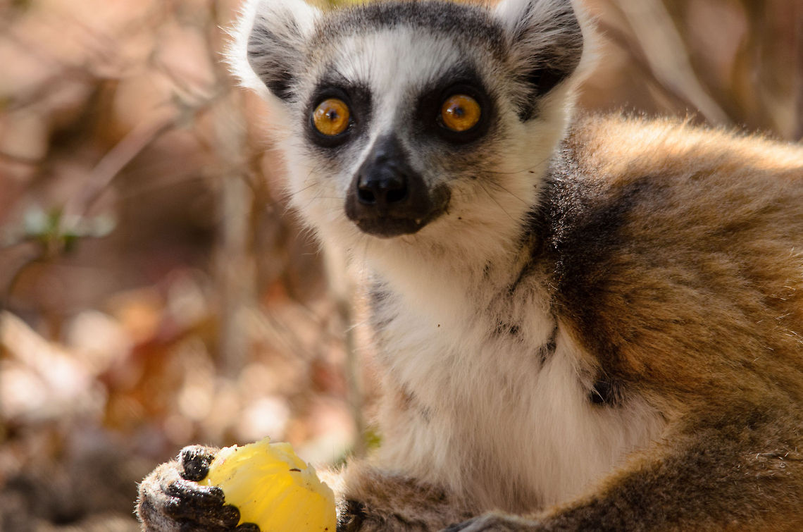 I have the fruitz now, human, you can stop your story  Isola,Lemur catta,Madagascar,Ring-tailed lemur