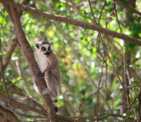 I'm not shy, it's how I lure you  Isola,Lemur catta,Madagascar,Ring-tailed lemur