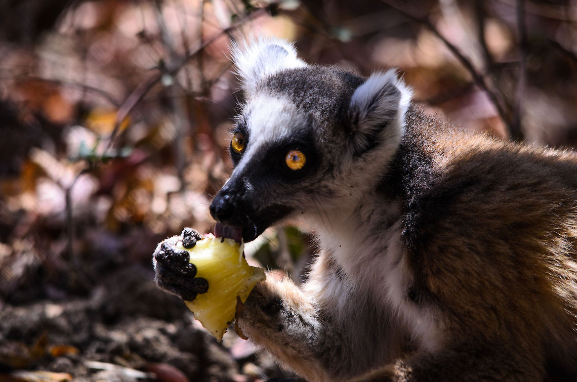 Orange  Isola,Lemur catta,Madagascar,Ring-tailed lemur