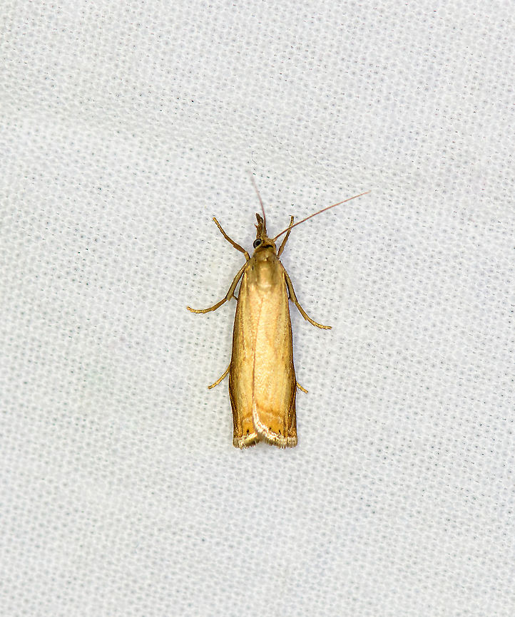 Garden Grass-veneer, Heesch, Netherlands  Chrysoteuchia culmella,Europe,Garden Grass-veneer,Geotagged,Heesch,LepiLED,Moth Week 2020,Netherlands,Summer,World