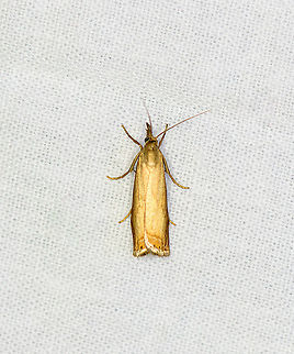 Garden Grass-veneer, Heesch, Netherlands  Chrysoteuchia culmella,Europe,Garden Grass-veneer,Geotagged,Heesch,LepiLED,Moth Week 2020,Netherlands,Summer,World