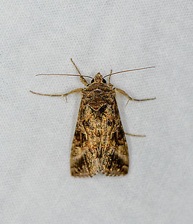 Silver Y, Heesch, Netherlands  Autographa gamma,Europe,Geotagged,Heesch,LepiLED,Moth Week 2020,Netherlands,Rachiplusia ou,Silver Y,Summer,World