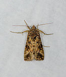 Silver Y, Heesch, Netherlands Autographa gamma,Europe,Geotagged,Heesch,LepiLED,Moth Week 2020,Netherlands,Rachiplusia ou,Silver Y,Summer,World