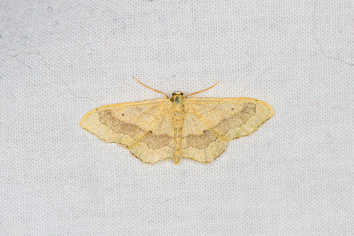 Riband wave - 2, Heesch, Netherlands Second individual on the same cloth. As you can see, quite a variable species:<br />
<figure class="photo"><a href="https://www.jungledragon.com/image/98152/riband_wave_heesch_netherlands.html" title="Riband wave, Heesch, Netherlands"><img src="https://s3.amazonaws.com/media.jungledragon.com/images/2/98152_thumb.jpg?AWSAccessKeyId=05GMT0V3GWVNE7GGM1R2&Expires=1759968010&Signature=Dp3wdkcraL2aAdmjV9Ek%2Bg83pyc%3D" width="200" height="148" alt="Riband wave, Heesch, Netherlands  Europe,Heesch,Idaea aversata,LepiLED,Moth week 2020,Netherlands,Riband wave,World" /></a></figure> Europe,Geotagged,Heesch,Idaea aversata,LepiLED,Moth Week 2020,Netherlands,Riband wave,Summer,World