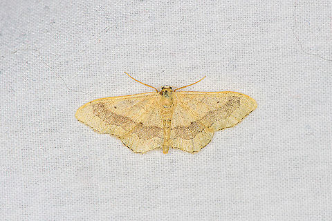 Riband wave - 2, Heesch, Netherlands Second individual on the same cloth. As you can see, quite a variable species:
https://www.jungledragon.com/image/98152/riband_wave_heesch_netherlands.html Europe,Geotagged,Heesch,Idaea aversata,LepiLED,Moth Week 2020,Netherlands,Riband wave,Summer,World