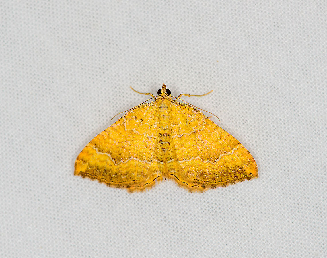 Yellow Shell, Heesch, Netherlands  Camptogramma bilineata,Europe,Geotagged,Heesch,LepiLED,Moth Week 2020,Netherlands,Summer,World,Yellow Shell