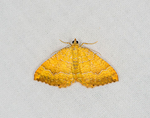 Yellow Shell, Heesch, Netherlands  Camptogramma bilineata,Europe,Geotagged,Heesch,LepiLED,Moth Week 2020,Netherlands,Summer,World,Yellow Shell