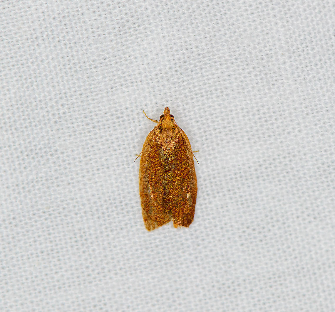 Privet tortrix, Heesch, Netherlands  Clepsis consimilana,Europe,Heesch,LepiLED,Moth Week 2020,Netherlands,World