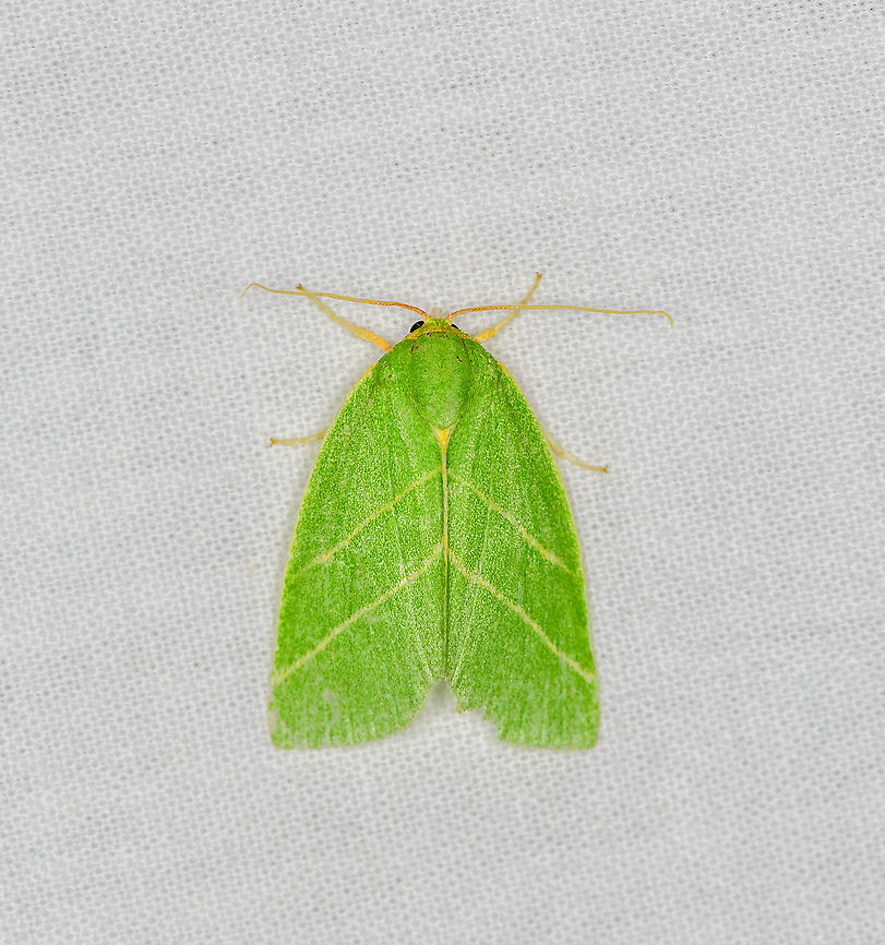 Green Silver-lines, Heesch, Netherlands  Europe,Geotagged,Heesch,LepiLED,Moth Week 2020,Netherlands,Pseudoips prasinana,Summer,World