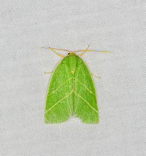 Green Silver-lines, Heesch, Netherlands  Europe,Geotagged,Heesch,LepiLED,Moth Week 2020,Netherlands,Pseudoips prasinana,Summer,World