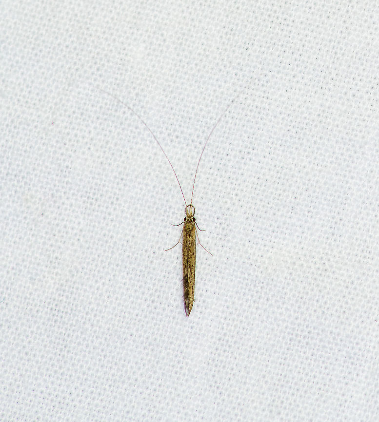 Caddisfly, Heesch, Netherlands Family: Leptoceridae. Europe,Geotagged,Heesch,Netherlands,Summer,World