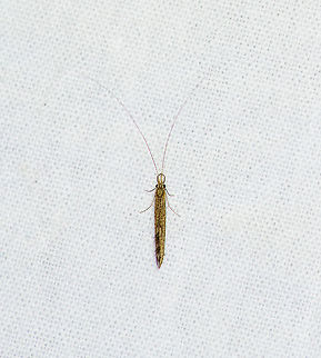 Caddisfly, Heesch, Netherlands Family: Leptoceridae. Europe,Geotagged,Heesch,Netherlands,Summer,World