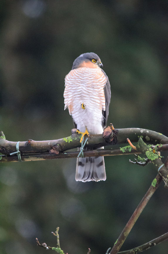 European Sparrowhawk in our garden By estimate, about 5,000 couples of Sparrowhawk nest in the Netherlands. I was thrilled that one male decided to land in our garden today. Accipiter nisus,Eurasian Sparrowhawk,Heesch