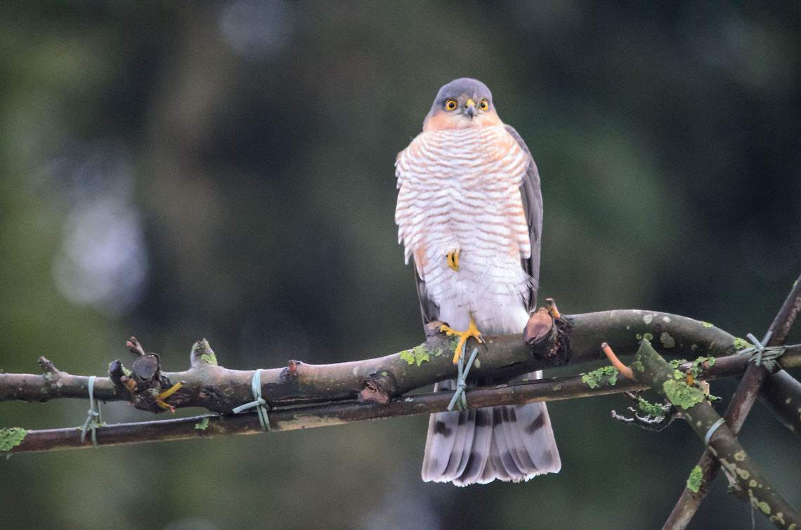 Euasian Sparrowhawk evil pose Our little garden, the one I look out upon whilst working on JungleDragon, makes for an interesting mini food chain. I generously feed birds during winter, yet at the same time our cat ambushes them (but mostly fails). Today though the cat couldn&#039;t wait to go back inside, as the sweet revenge of birds landed in his territory. The evil stare and lifted claw was enough to second guess his bravery. Accipiter nisus,Eurasian Sparrowhawk,Heesch